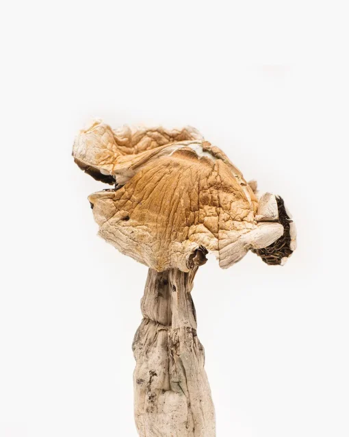 Microdosing Psilocybin
