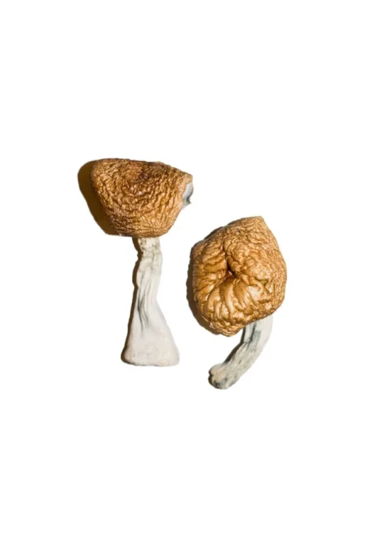 Magic Mushrooms