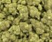 Cannabis Flower