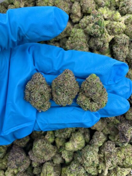 CANDIED BLUE ZKITTLEZ