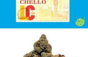 Cannabis Dispensary