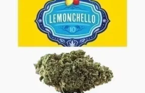 Cannabis